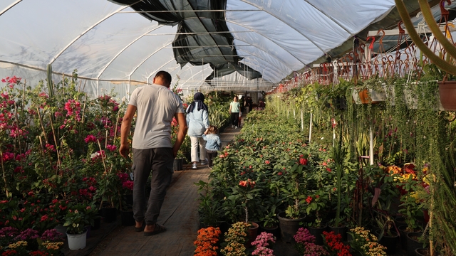 Çiçekçilerde Öğretmenler Günü yoğunluğu: Buket yerine saksı çiçekleri tercih ediliyor