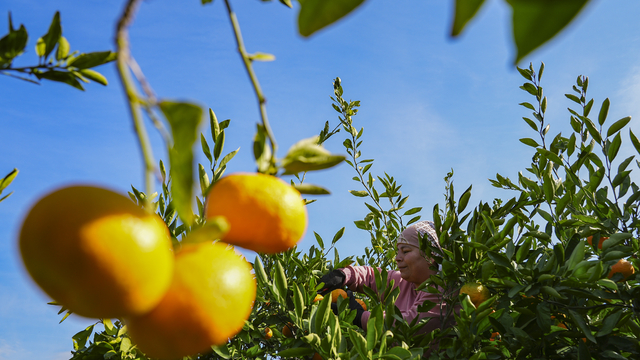 İzmir'in satsuma mandalinasında verim arttı