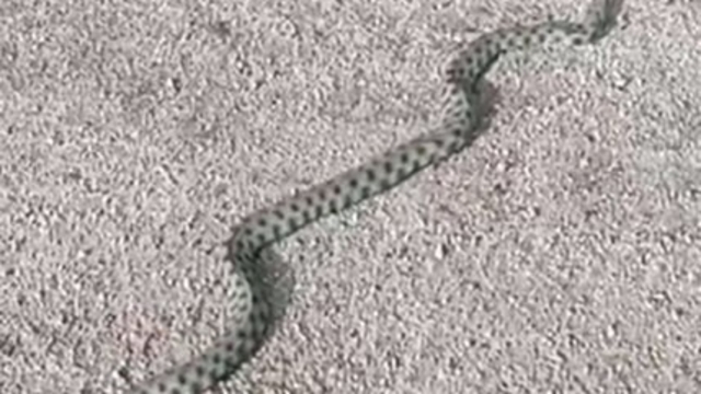 Tunceli'de kış günü yılanlarla sıcak sohbet gülümsetti