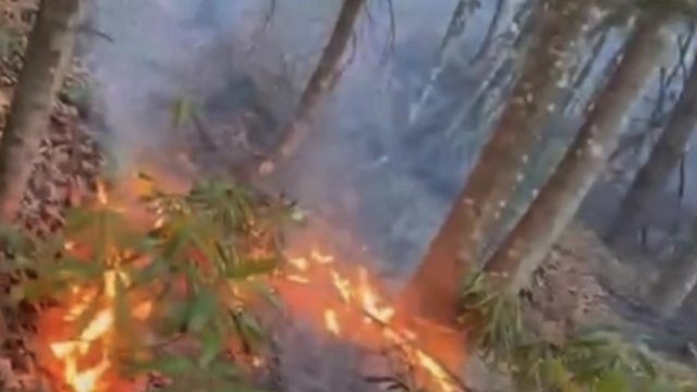 Düzce'de ormanlık alanda örtü yangını