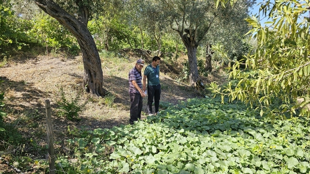 Bodrum'da zeytin hasadı başladı