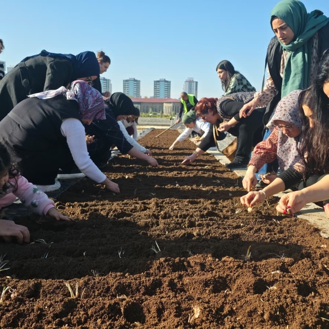 Tıbbi ve Aromatik Bitkiler Atölyesinde safran ekimi