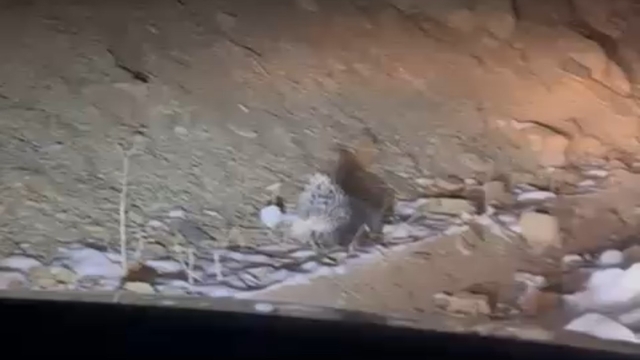 Yüksekova'da Hint oklu kirpi görüntülendi