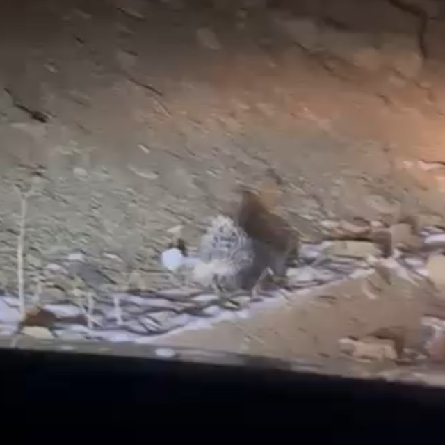 Yüksekova'da Hint oklu kirpi görüntülendi