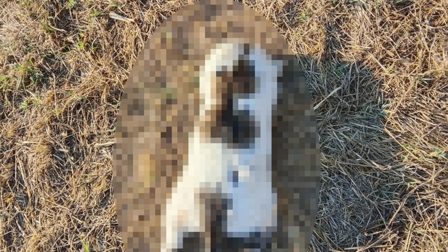 Mersin'de  kedinin işkenceyle  öldürüldüğü iddiasına soruşturma