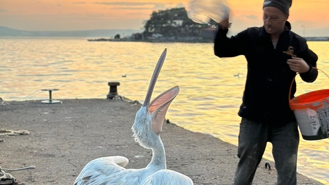 Sahile çıkan pelikanı, balıkla beslediler