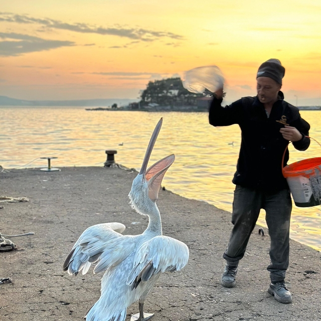 Sahile çıkan pelikanı, balıkla beslediler