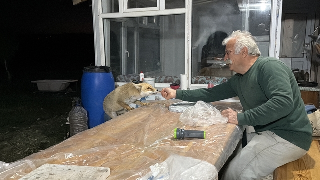 Tilki ailesi her akşam yemek için bağ evine geliyor