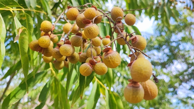 Bu ceviz yenmiyor, temizliyor, cildi güzelleştiriyor
Adana'nın Ceyhan ilçesinde "Sıfır Atık" projesi kapsamında  dikimi yapılan sabun cevizi ağacından elde edilen meyvelerle doğal temizlik ürünü elde edildiği fidan üretim çalışmalarının yapıldığı belirtildi
Ceyhan Orman Fidanlık Şefliği İşletme Şefi Sema Özcan:
"Meyvenin kabuğunu soyup suyun içerisine attığımızda köpürüyor, doğal bir temizlik ürünü diyebiliriz"
" Deterjan, şampuan, yer sil gibi ürünlerde kullanılabilir"