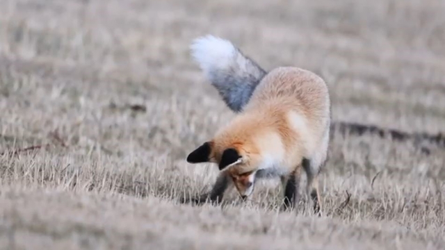Ardahan'da kızıl tilkinin fare avı
