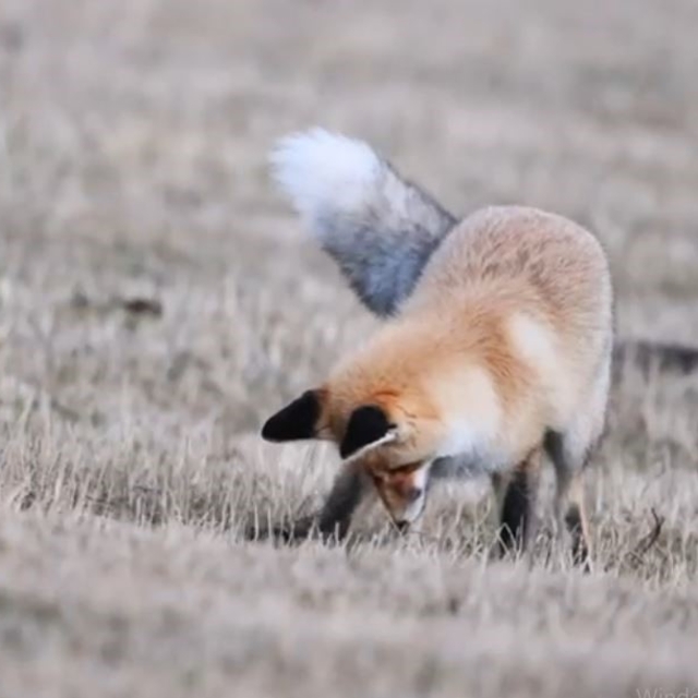 Ardahan'da kızıl tilkinin fare avı