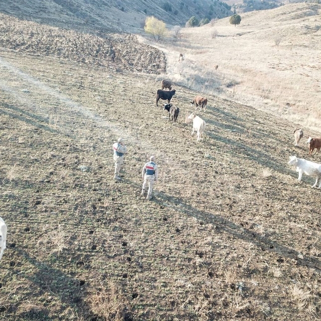Refahiye'de kaybolan hayvanlar bulunarak sahibine teslim edildi