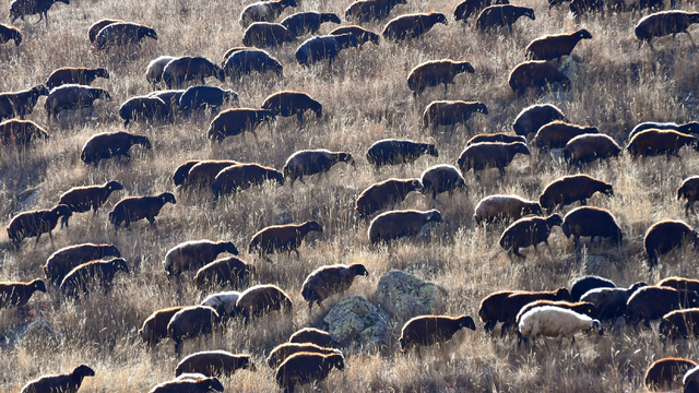 Kars yaylalarındaki göçerlerin dönüş yolculuğu devam ediyor