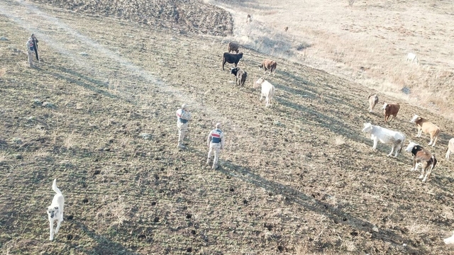 Refahiye'de kaybolan hayvanlar bulunarak sahibine teslim edildi