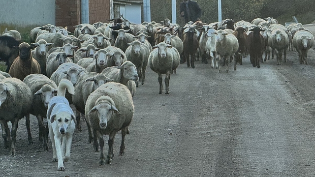 Aylık 50 bin liraya çoban bulamıyorlar