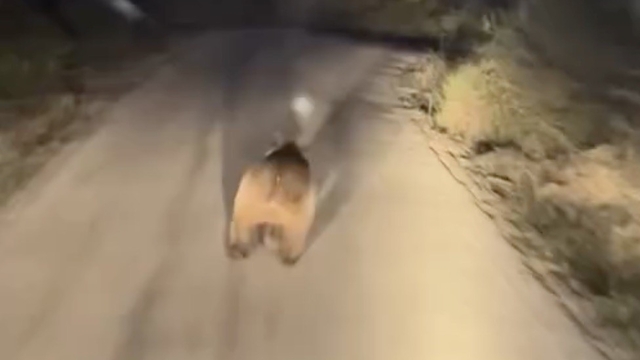 Köy yolunda ayı ile araç yarıştı