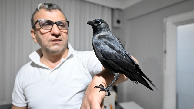 Sahiplendiği karga "Kömür" en yakın dostu oldu