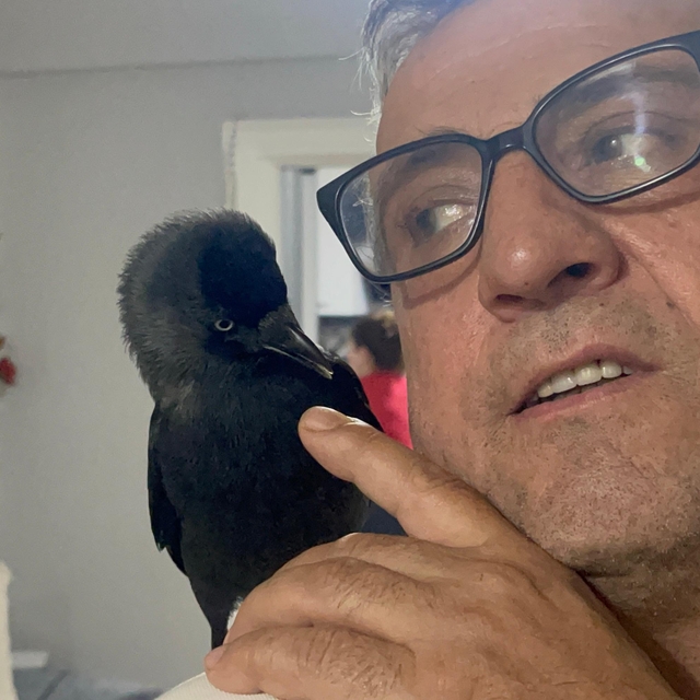 Kızının otomobili ile eve kadar gelen kargayı sahiplendi