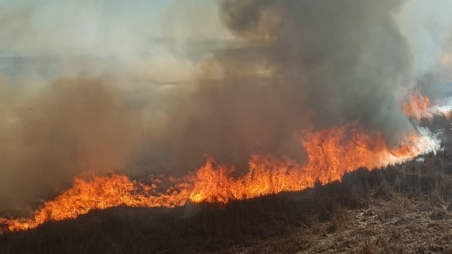 Beyşehir'de sazlıklar alev alev yandı