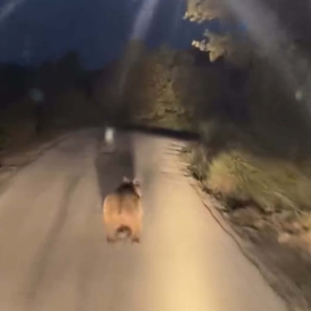 Köy yoluna inen ayı cep telefonu kamerasında