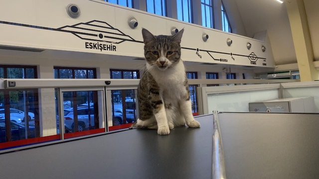 Eskişehir Tren İstasyonu'nun müdavim kedileri
Oturaklarda uyuyan sevimli kediler yolcuların ilgi odağı