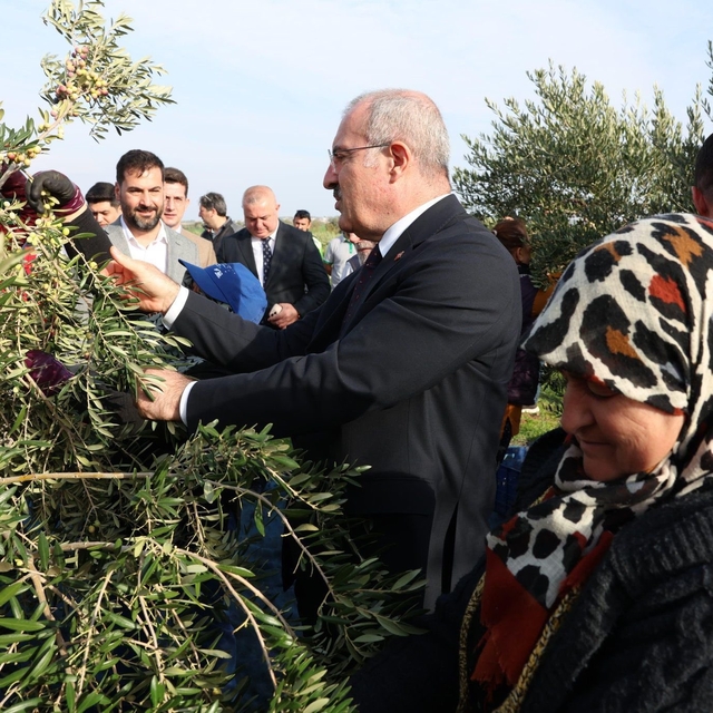 Çanakkale'de protokol ile zeytin hasadı