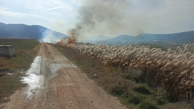 Bucak'ta sazlık alanda yangın