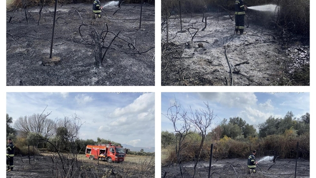 Muğla'da üzüm bağları alevlere teslim oldu