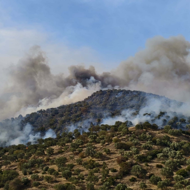 Aydın'da orman yangını