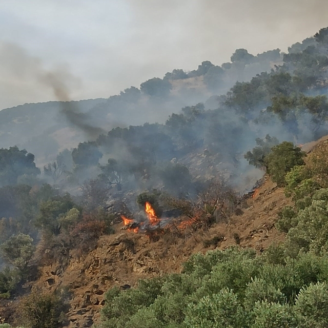 Bozdoğan'da orman yangını