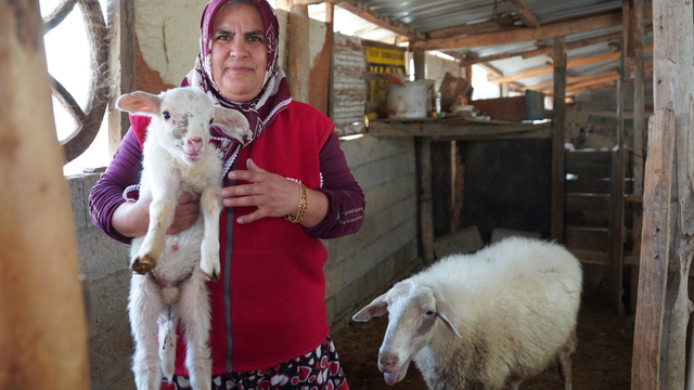 İki çocuk annesi kadın sabah çobanlık, öğlen servisçilik yapıyor
