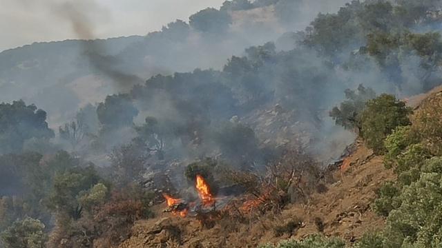Bozdoğan'da orman yangını