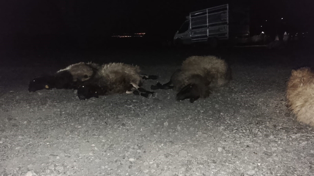 Otomobil sürüye çarptı, 8 koyun telef oldu