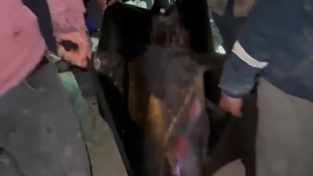 Akdeniz'de oltasına takılan dev kılıç balığı 115 kilogram geldi