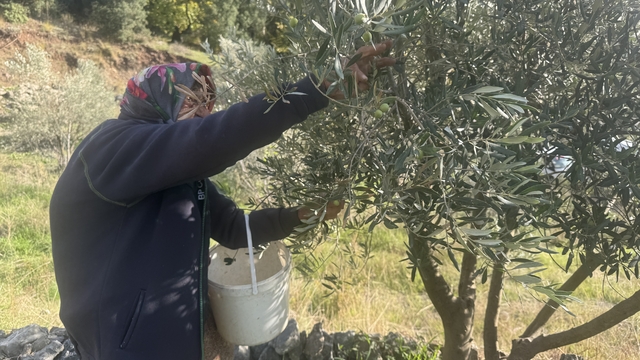 88 yaşındaki Emine nine zeytin hasadında
Annesinin 7 yaşında eline verdiği çapadan bugüne tarlalarını ve bahçelerini bırakmadı
Emine nine:" Sabah güneş doğmadan kalkarım, insan çalışırsa yaşlanmaz"