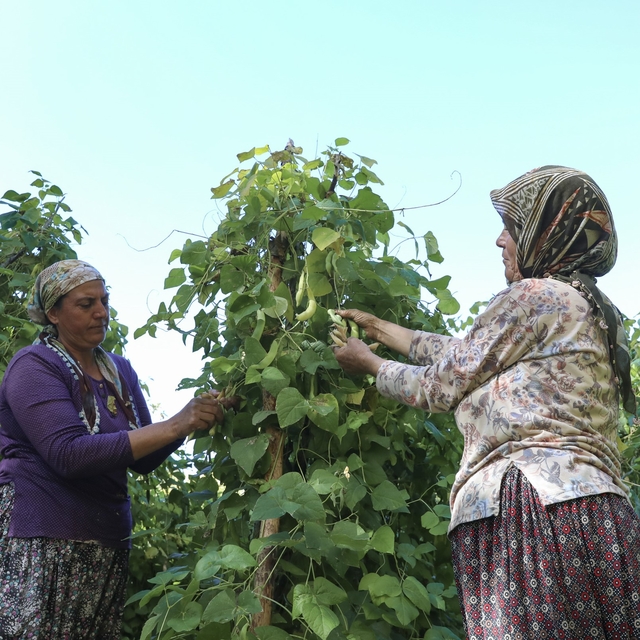 Mersin'de atalık tohumlar gelecek nesillere aktarılıyor
Mersin Büyükşehir B...