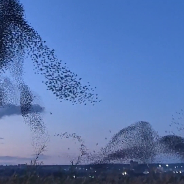 Gökyüzünde terapi etkisi: Sığırcıklardan muhteşem dans