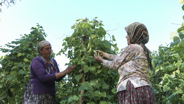 Mersin'de atalık tohumlar gelecek nesillere aktarılıyor
Mersin Büyükşehir Belediyesi, Gülnar'a özgü Leklek Fasulyesinin üretimini destekliyor