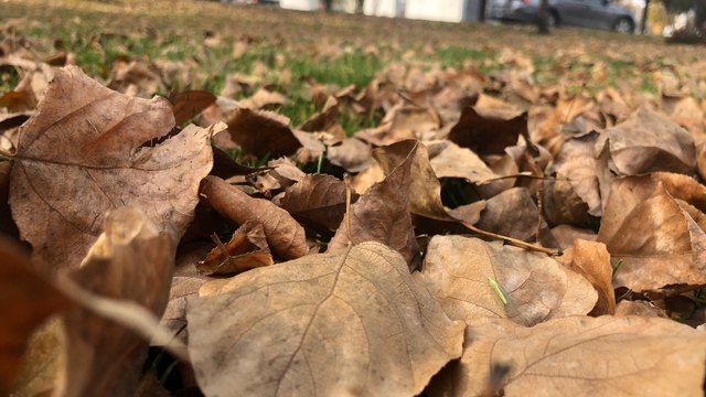 Dökülen yaprakla kartpostallık görüntüler oluşturdu