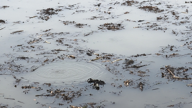 Sapanca Gölü'nden sonra bir korkutan görüntü de Efteni Gölü'nde oluştu
Efteni Gölü'nde korkutan fokurtu