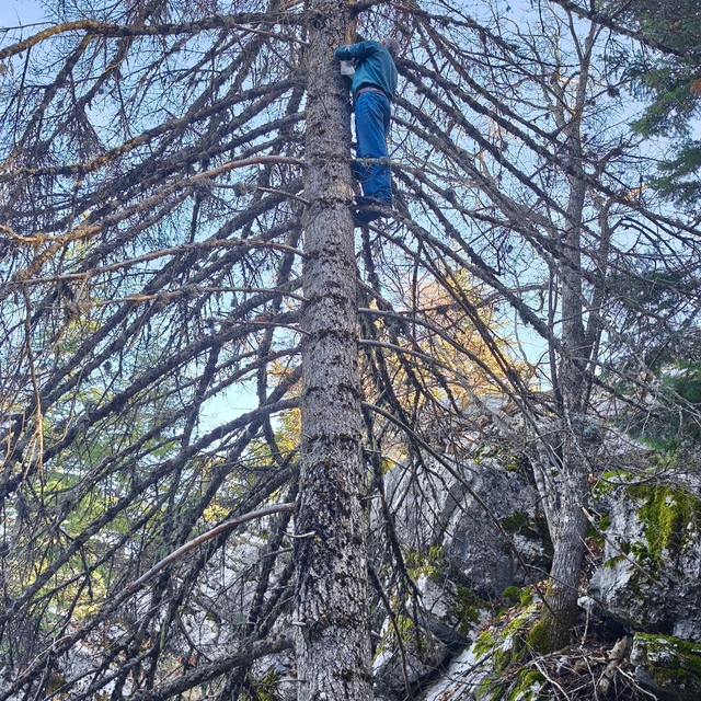 Mantar avcılarının ağaç tepelerinde tehlikeli avı