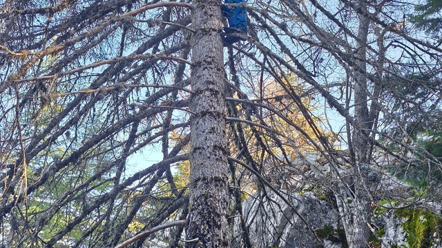 Mantar avcılarının ağaç tepelerinde tehlikeli avı