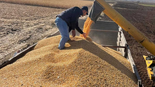 Araban Ovası'nda yağlık dane ve silajlık mısır hasadına başlandı