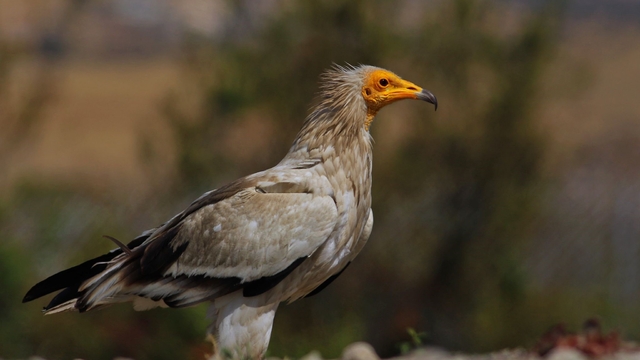 Dünyada sadece 3 yerde görülen doğa olayı: Akbabaların yiyecek döngüsü
Türkiye'nin tek akbaba izleme istasyonu Bolu'da
"Leşten geriye hiçbir şey kalmaz, doğanın doğal temizleyicileridir"