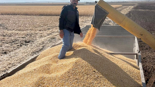 Araban Ovası'nda mısır hasadına başlandı