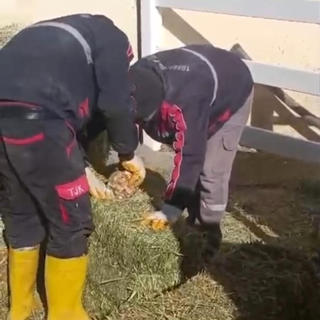 TJK Şanlıurfa Hara ve Aşım İstasyonu'nda skandal görüntüler
Ağır gelmesi iç...