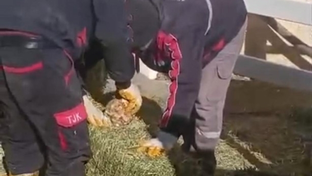 TJK Şanlıurfa Hara ve Aşım İstasyonu'nda skandal görüntüler
Ağır gelmesi için yonca balyalarına taş konulduğu görüldü