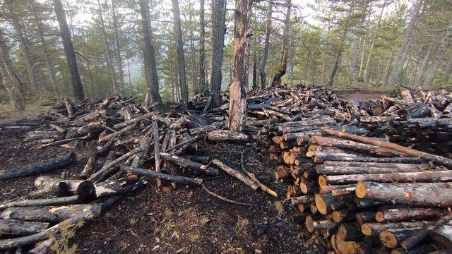 Kesim sahasında yangın paniği: 80 ster çam ağacı zarar gördü