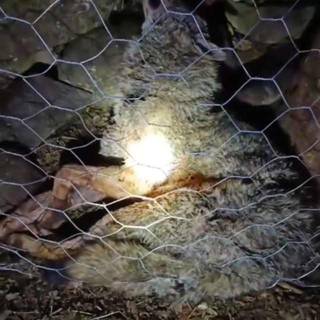 Koyun sürüsüne saldıran kurta çoban köpekleri geçit vermedi