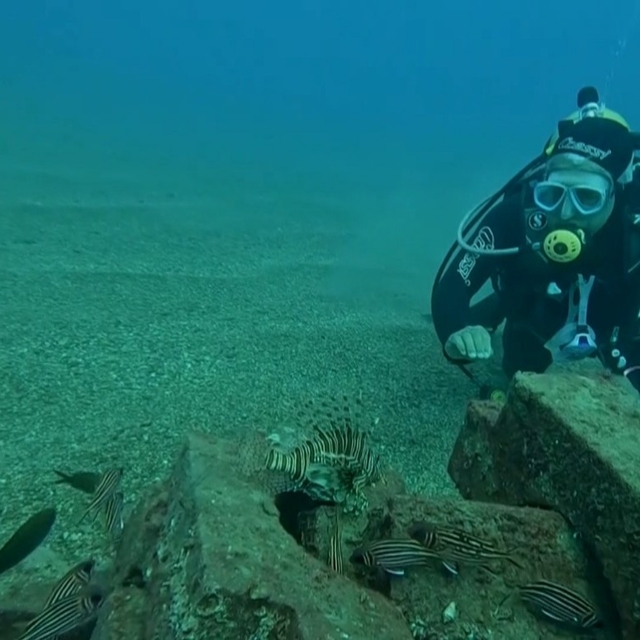 Profesör deniz dibinde taşlardan balıklara yuva yaptı: 12 tür barış içinde...
